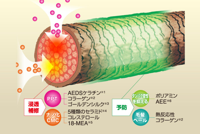 髪の断面、浸透補修するPPT、ナノ化CMCと予防するイメージ図